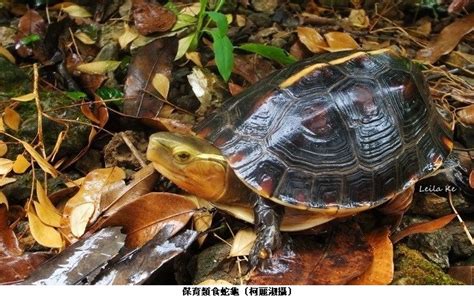 蛇龜|台灣箱龜 — 食蛇龜